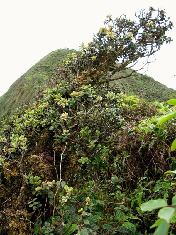 Metrosideros rugosa tree. Wiliwilinui Trail, Oahu, Hawaii