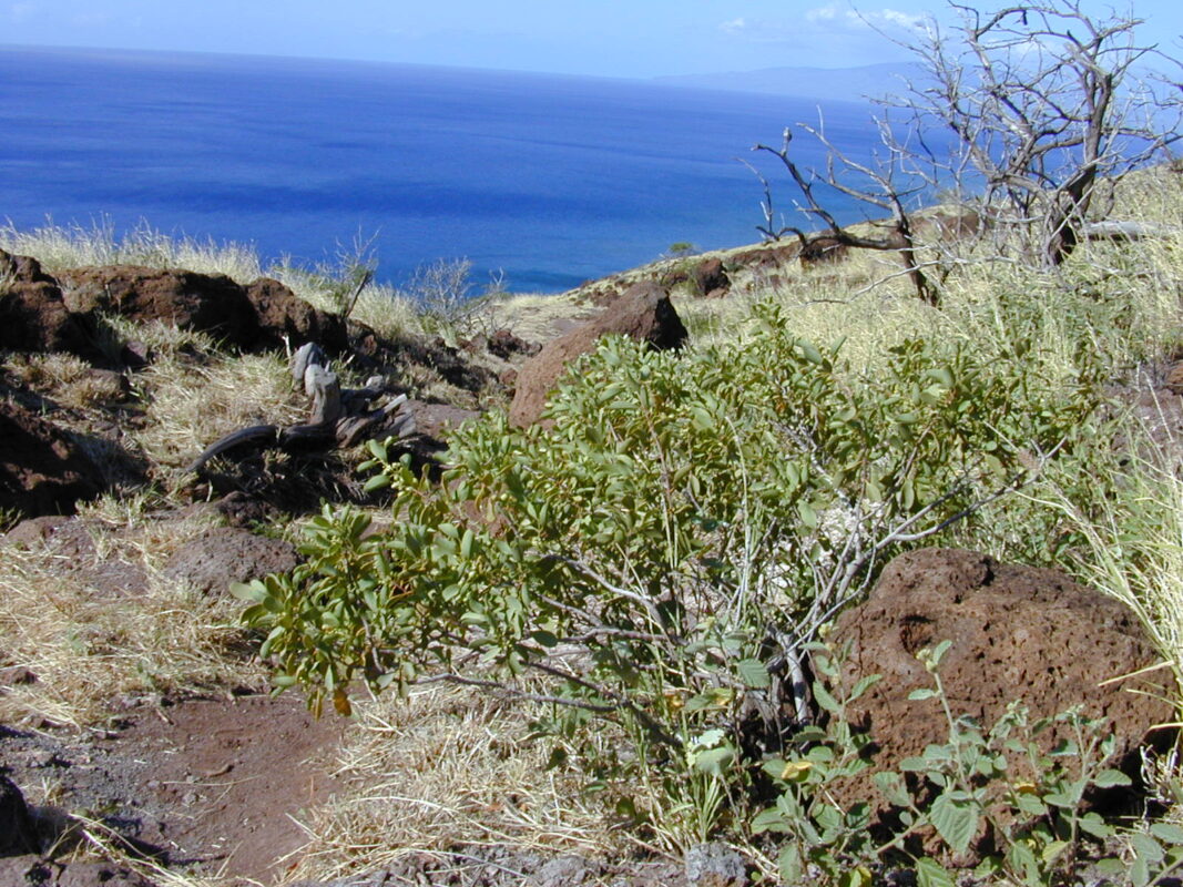 Lahaina Pali Trail - Maui