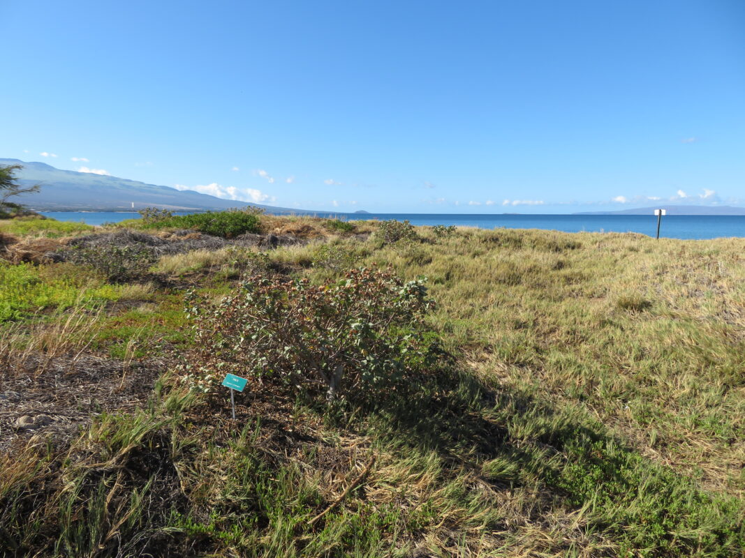 Kealia Coastal Boardwalk Maui