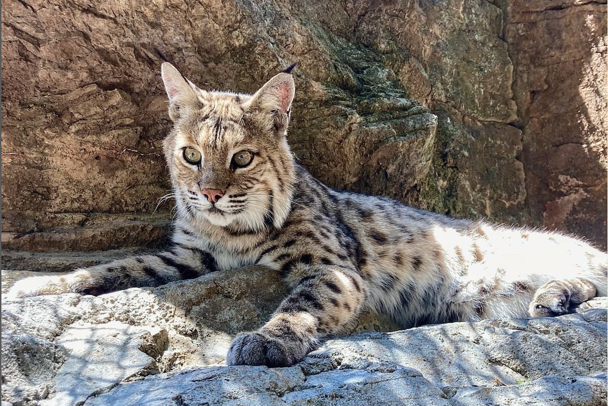 Bobcat at Curio Odyssey