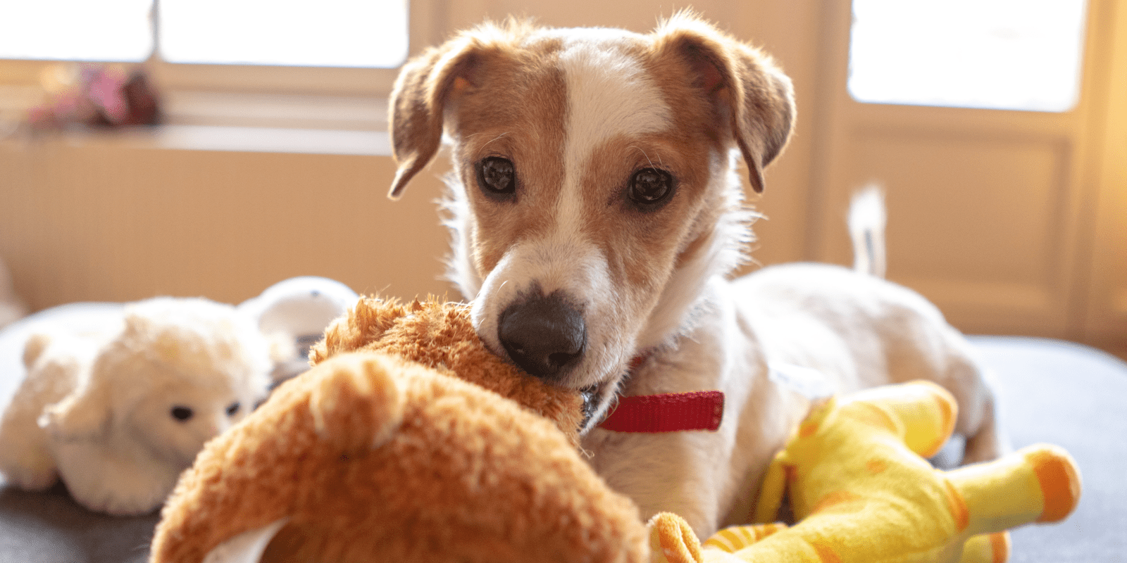 dog with toys_feature image_800x400_marieke-koenders