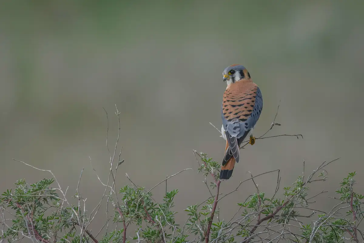 American Kestrel sitting on a branch, Point Reyes Birding and Nature Festival in Point Reyes, California