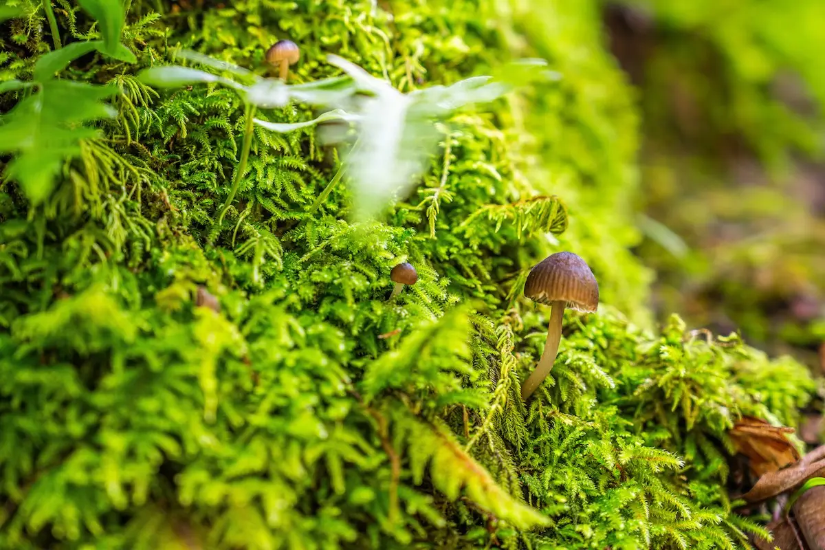 Mushrooms grow out of mossy ledge in forest in Morgan Hill, California