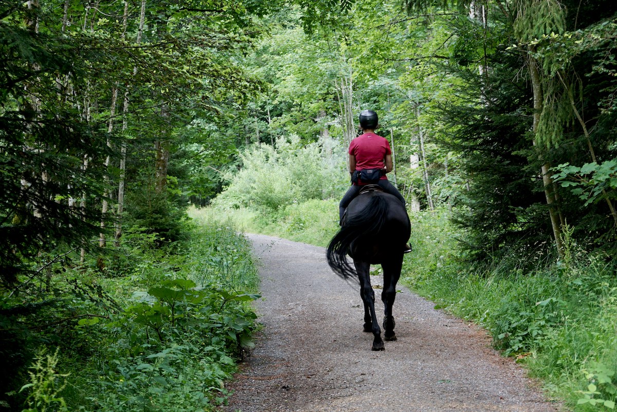 Someone wearing red rides a horse down a path surrounded by grass and trees.