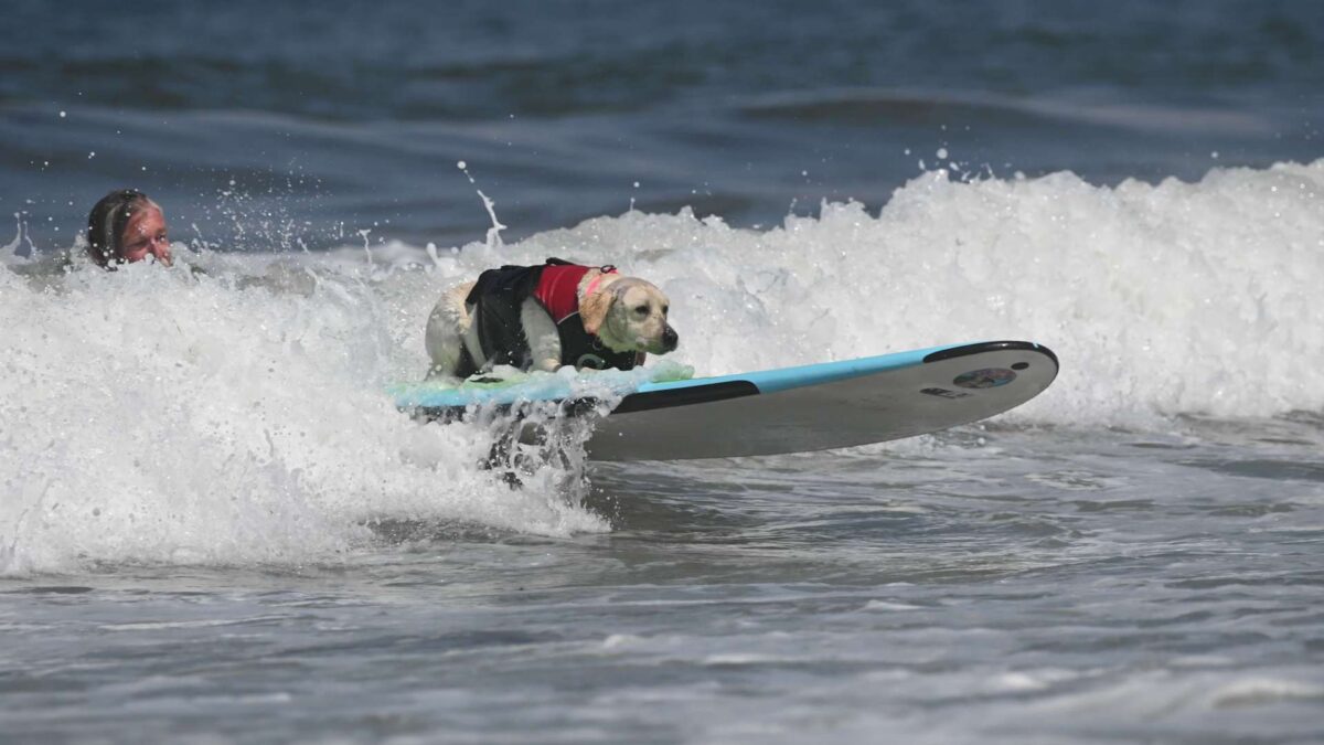 Labrador on a surfboard at Pacifica's World Dog Surfing Championships
