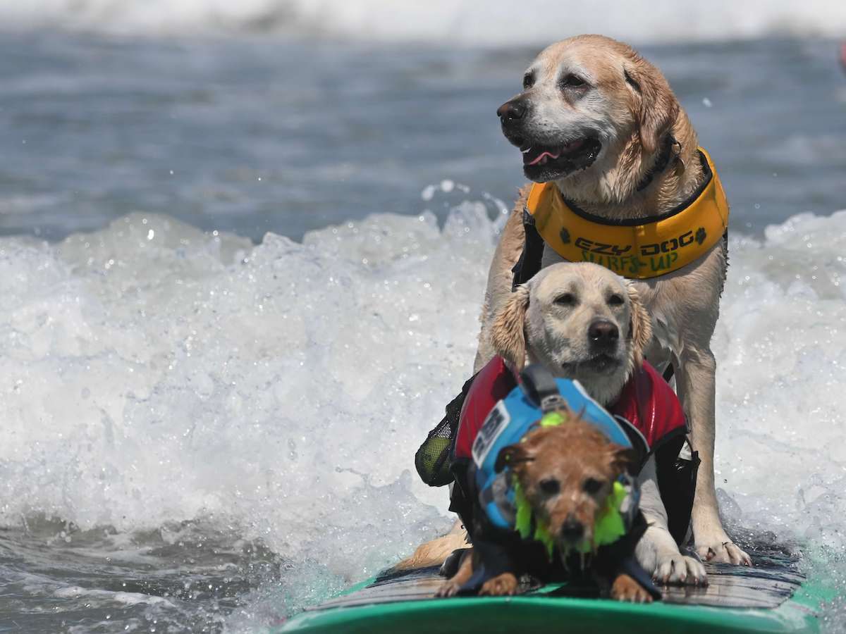 Three dogs wearing life jackets ride a green surfboard on a wave—one of the best things to do in the South Bay this August. The largest dog, a golden retriever, stands at the back in a yellow jacket. The middle retriever sits in blue, and the smallest dog up front wears red.