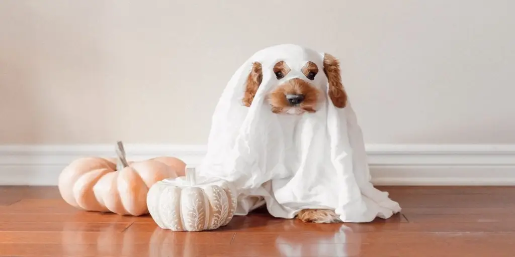 A small brown dog dressed as a ghost with a white sheet over its head sits on a wooden floor. Two pumpkins, one pale orange and one white, are placed beside the dog. The background features a light-colored wall and baseboard—perfect inspiration for Halloween costumes for the whole family including pets.