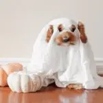 A small brown dog dressed as a ghost with a white sheet over its head sits on a wooden floor. Two pumpkins, one pale orange and one white, are placed beside the dog. The background features a light-colored wall and baseboard—perfect inspiration for Halloween costumes for the whole family including pets.