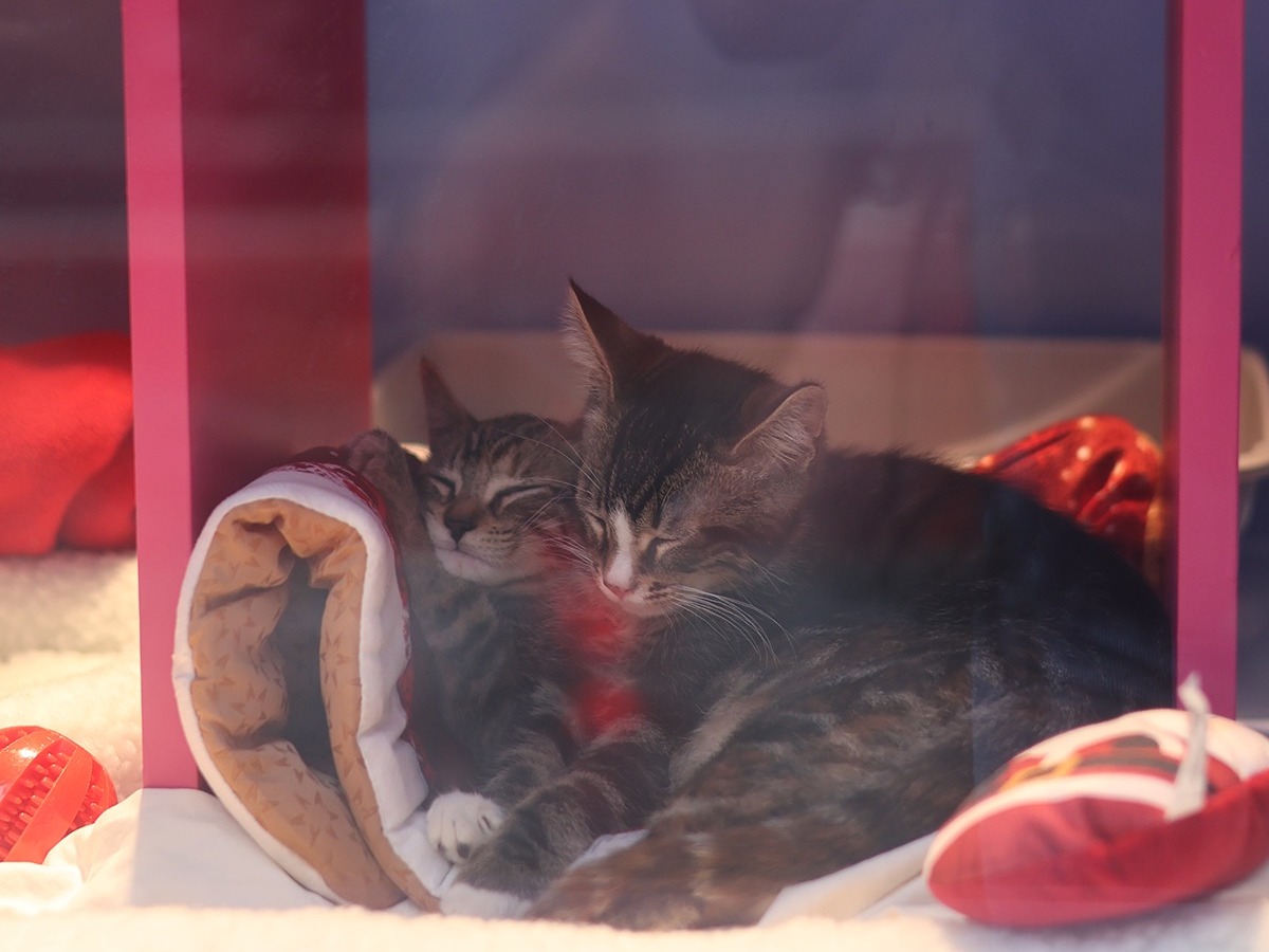 Two kittens sleeping on top of each other, as seen through a window at Macy's Union Square