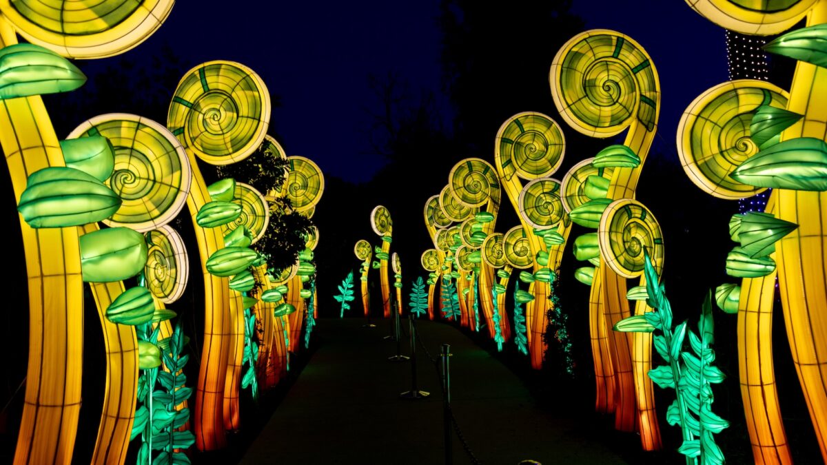 Pathway in the dark lined on either side with tall glowing lanterns shaped like mythical vines at Oakland Zoo