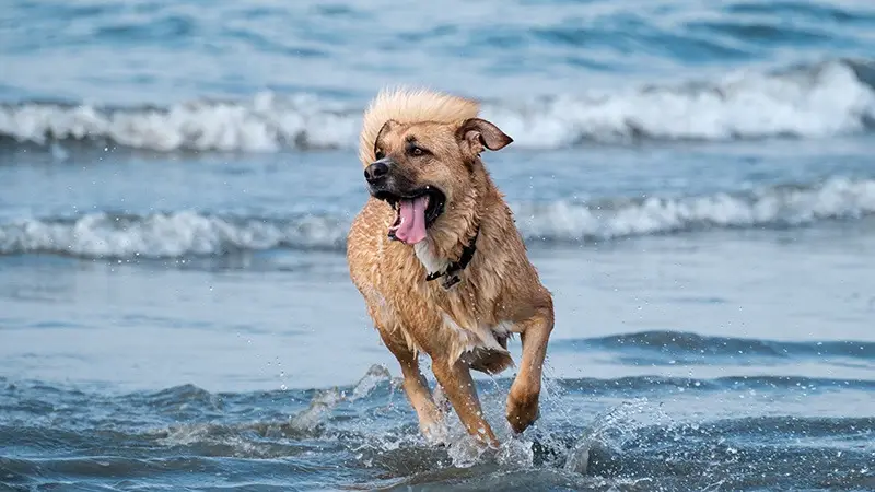 Dog-Friendly Travel - Local Getaways