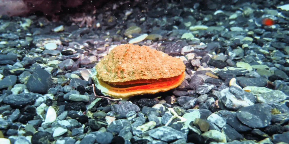 A bright orange scallop rests on a rocky seabed in Monterey. Its rough textured shell blends with the surrounding gray and white pebbles, while the vibrant orange inner part contrasts against the muted background. Small pieces of debris are scattered around, making it a hidden gem for Best Scuba Diving Central Coast.