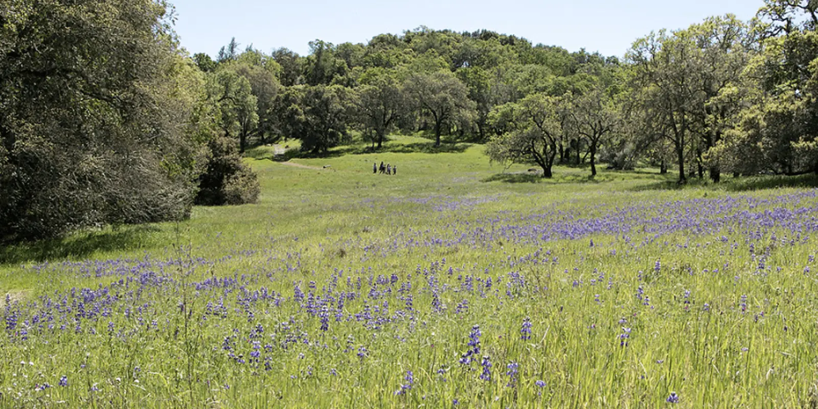 A vibrant meadow filled with blooming purple wildflowers stretches into the distance. Rolling hills covered in lush green trees bask under a clear blue sky, epitomizing the beauty of NorCal in spring. Small groups of people can be seen walking and enjoying the breathtaking scenery.