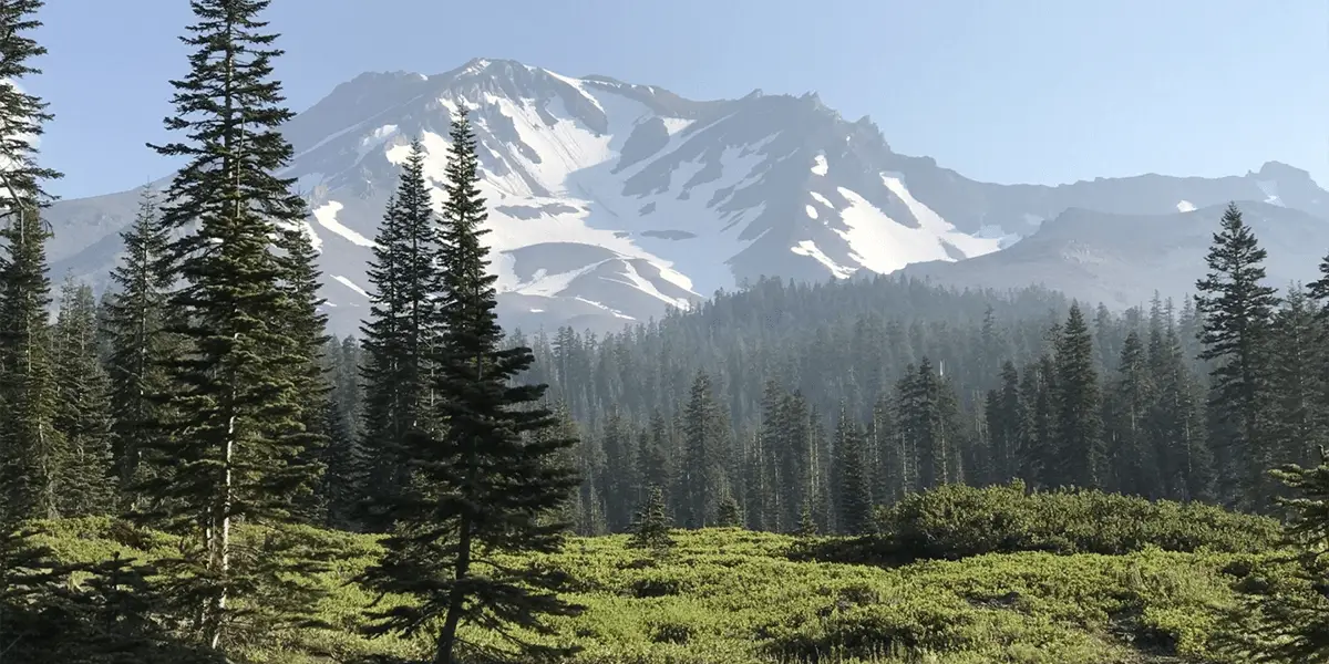 A scenic view of a snow-capped mountain towering over a dense forest of evergreen trees. The clear blue sky and lush green foreground enhance the natural beauty and serenity of one of the 10 coolest hikes in Northern California.