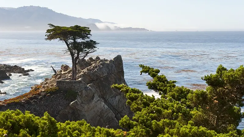 A lone cypress tree stands on a rocky outcrop overlooking a vast, calm ocean. The coastline stretches in the background, with misty hills visible in the distance. Green foliage is in the foreground, adding depth to this iconic scene—a must-see among Monterey things to do.