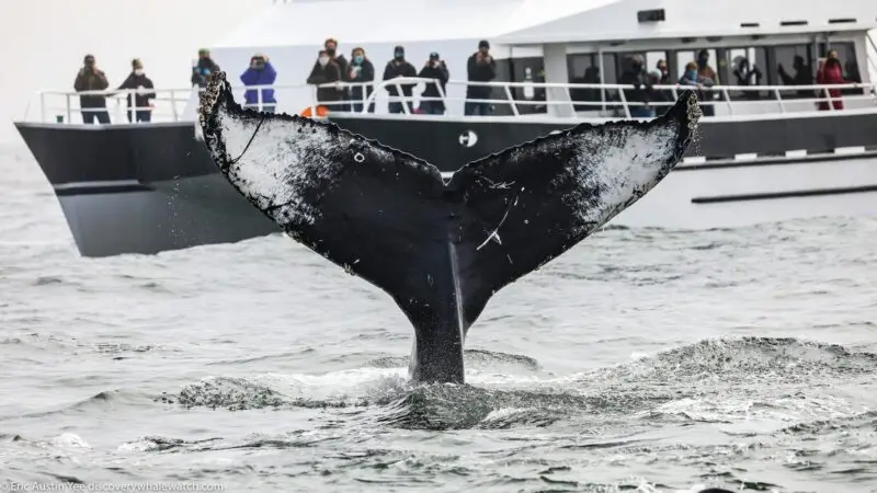 A humpback whale tail emerges from the water near a whale watching boat, with several people on board observing and taking photos. The close-up of the tail contrasts beautifully with the boat, offering one of the Top Whale Watching Tours in Monterey Peninsula.