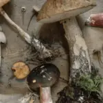 A wooden surface displays various mushrooms including clusters of small white ones, large brown-capped ones, and others with spotted and textured caps. Some have visible roots and moss attached. The variety in size, shape, and color showcases the diversity of fungi—reminiscent of the best things to do Monterey Peninsula January 2022.