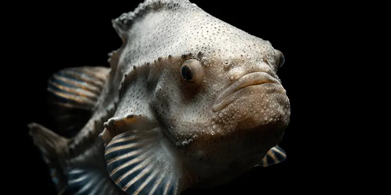 Close-up image of a white fish with a slightly iridescent, bumpy skin texture. The fish has a prominent head, large, round eyes, and pouty lips. Its fins are partially visible and have bluish hues. The background is completely black, highlighting the details of this deep sea life specimen at the Monterey Bay Aquarium.