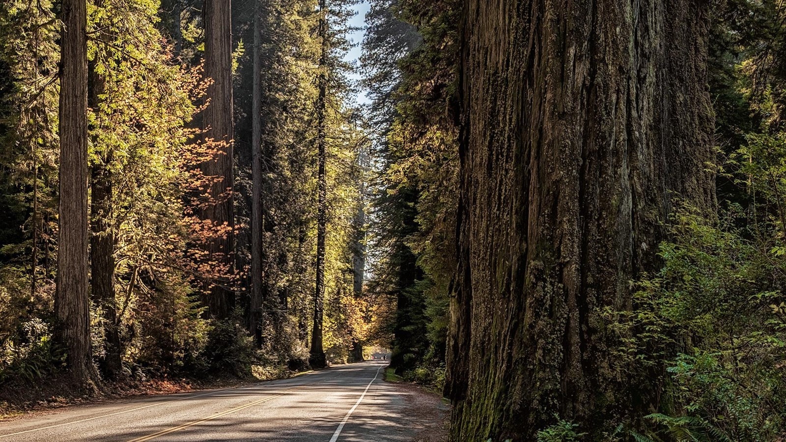 Newton B. Drury Scenic Parkway_redwood national and state park_800x450_nps