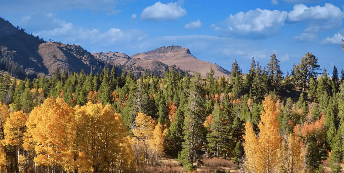 A scenic landscape of mountains under a blue sky with scattered clouds. Tall pine trees and deciduous trees with yellow and orange fall colors cover the rolling hills in the Sierra foothills, leading up to rugged mountains in the distance.
