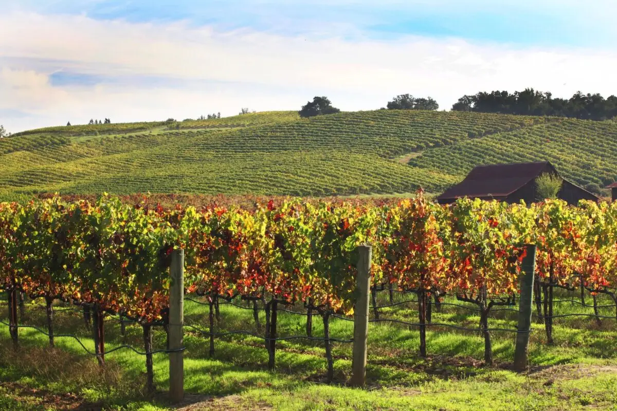 A vibrant vineyard in the countryside, with rows of grapevines displaying red and green leaves, showcases one of the best things to do in Sonoma County in November. In the background, rolling hills covered in vineyards extend to the horizon. A rustic barn is visible to the right under a partly cloudy sky.