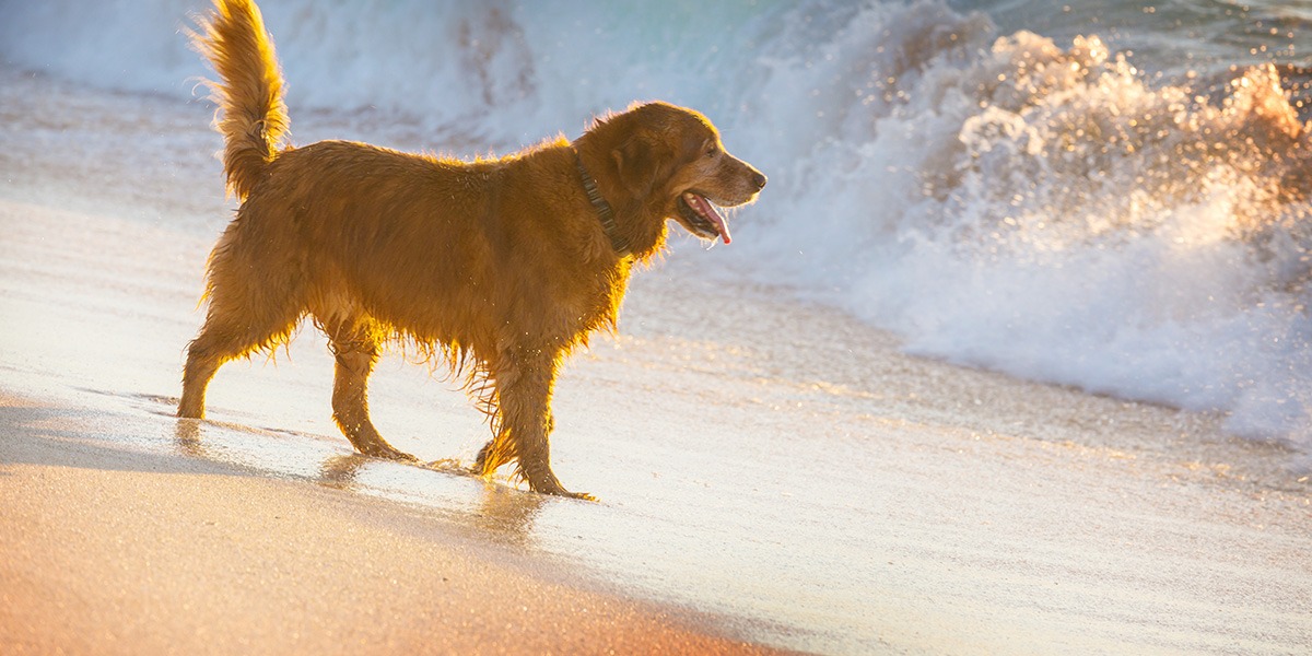 The Coolest Dog Friendly Beaches In