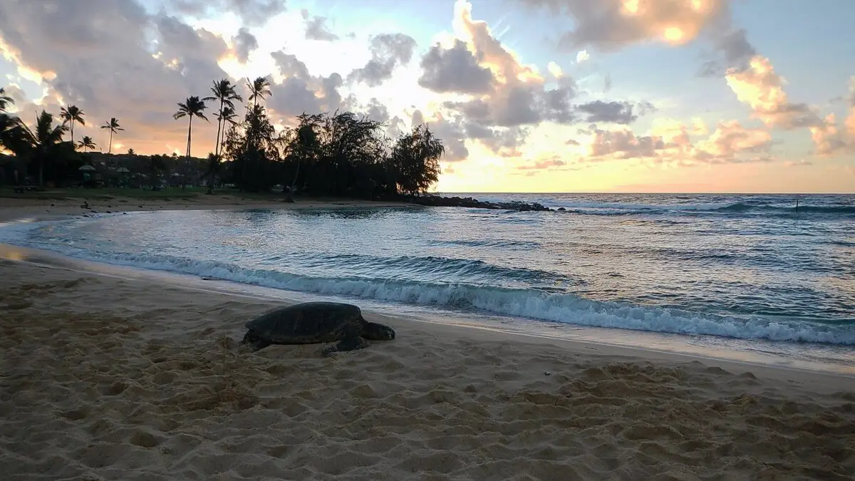 A serene beach scene at sunset with a turtle basking on the sandy shore. Gentle waves lap against the shore, palm trees dot the background, and the sky is painted with soft hues of orange and pink clouds—truly one of the best places to scuba dive on Kauai.