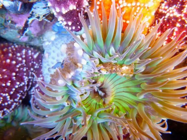 Close-up of a vibrant sea anemone underwater. The anemone's tentacles are multi-colored in hues of green, purple, and yellow. Nearby, rock surfaces teem with various marine life and sponges. The image captures the intricate details and vivid colors of these fascinating sea creatures.