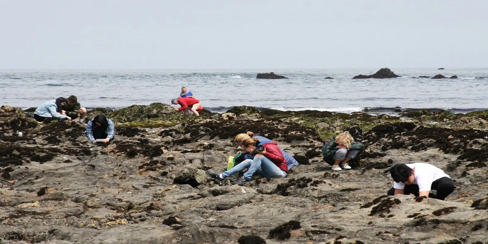 A group of people scattered on a rocky beach, some crouching and some sitting. Each person appears to be scrutinizing or exploring something on the ground, enjoying one of many Bay Area family-friendly outdoor adventures. The ocean waves are visible in the background, and the sky is overcast.