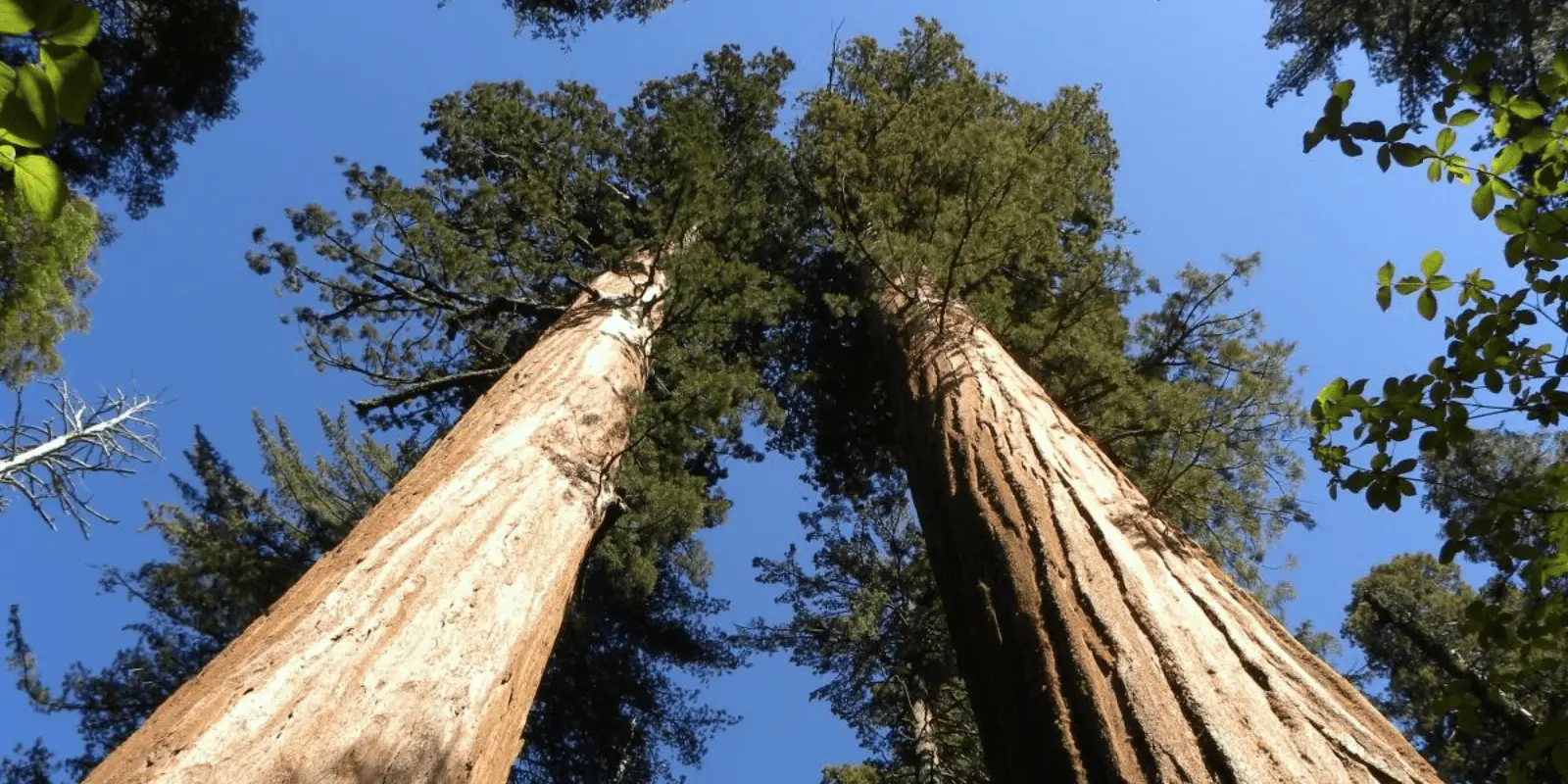 Two towering sequoia trees stretch upwards against a bright blue sky, framed by other trees and leafy branches. The thick trunks and dense foliage create an awe-inspiring perspective, evoking the grandeur of California Gold Country's historic mining towns.