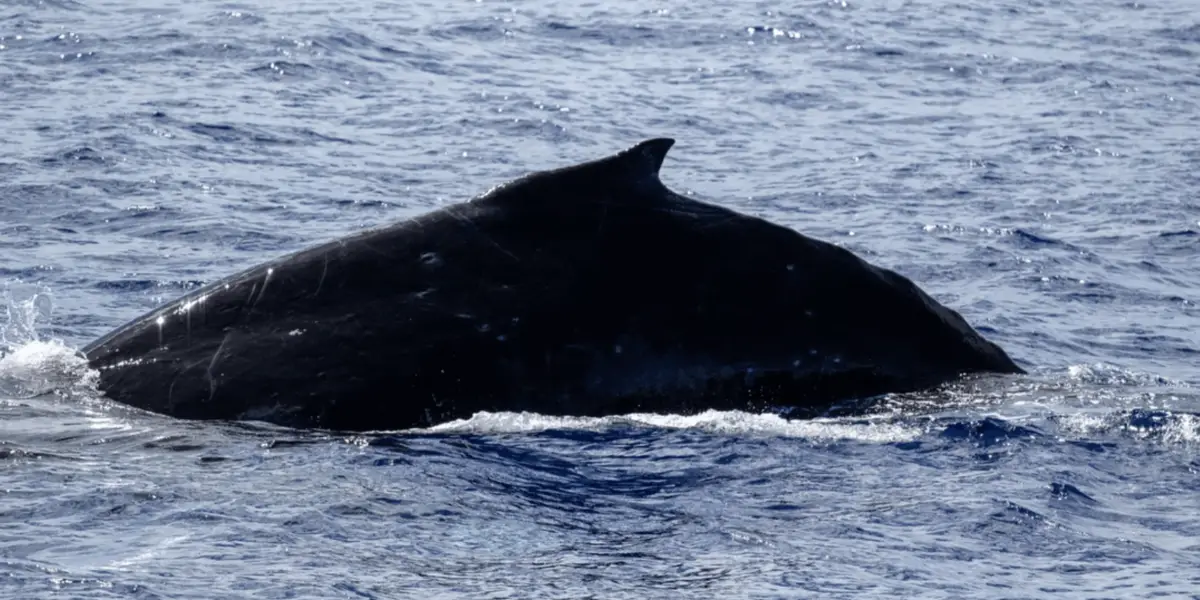 Close-up of a humpback whale's back and fin partially submerged in the ocean, surrounded by small waves. The dark, smooth skin of the whale contrasts with the blue water, and some linear scars are visible on its back. The water is calm with gentle ripples, beautifully showcasing one of nature's majestic whales.