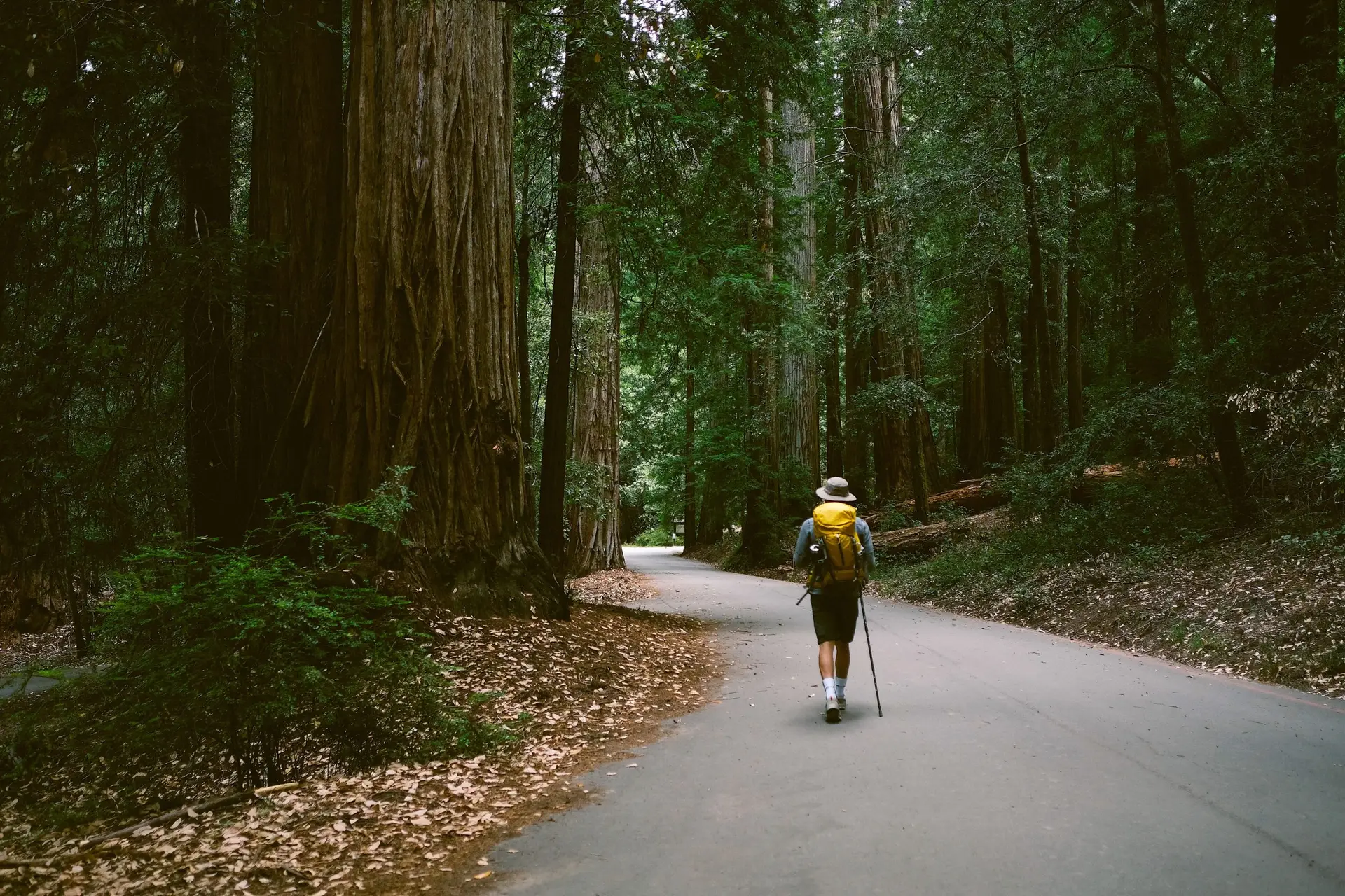 A lone hiker walks along a paved path flanked by towering redwood trees in a dense forest of Northern California. The hiker, wearing a hat, yellow backpack, and using trekking poles, embodies the spirit of adventure. Sparse leaves and small plants cover the ground in this serene and verdant sanctuary.