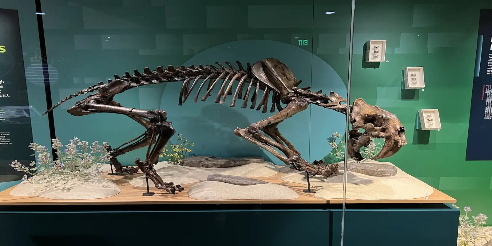 A skeleton of a large prehistoric animal resembling a saber-toothed cat is displayed in a museum exhibit at the California Academy of Sciences. The skeleton stands in a glass case on a sandy surface with rocks and small plants, placed against a teal-colored background.