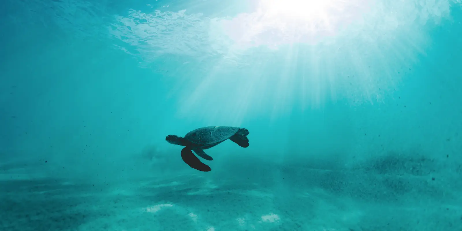 A sea turtle swims gracefully underwater, illuminated by the sun's rays penetrating the surface above. The water around the turtle is a clear blue, creating a serene and tranquil atmosphere perfect for experiencing water activities in Poipu.