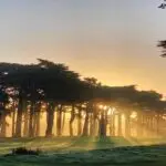A tranquil image of a sunrise behind a cluster of tall trees, casting golden light and long shadows over a green, dewy field. The sky is a gradient of soft orange and cool grey, perfect for an early morning round at one of the best golf courses in San Francisco.