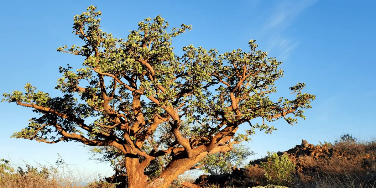 waikoloa dry forest_big island volunteer_feature image_800x400