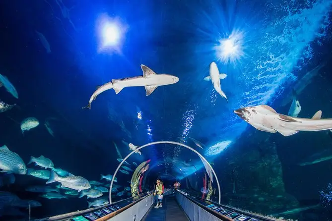 A person stands in an underwater tunnel aquarium, surrounded by various fish and sharks swimming overhead. The tunnel, one of the Best Things to Do in San Francisco in May, is illuminated with bright blue lighting, creating a mesmerizing underwater scene. Display screens are visible along the walkway.