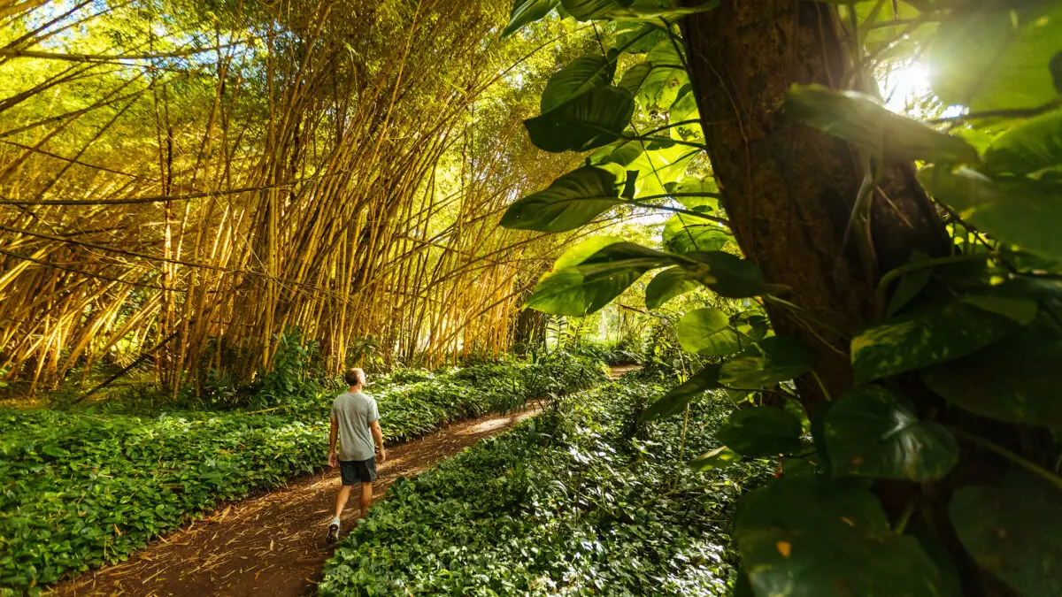 A person wearing a white shirt and shorts walks along a dirt path through a lush bamboo forest, with abundant green foliage and sunlight filtering through the trees. The path appears serene and inviting, much like the tranquil retreats offered by Outrigger Hotels on Kauai.