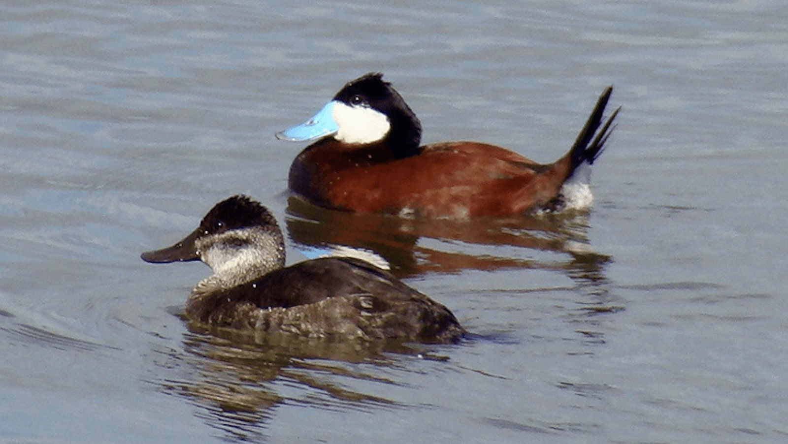 Ruddy ducks, seen on a Sonoma County nature walk in January