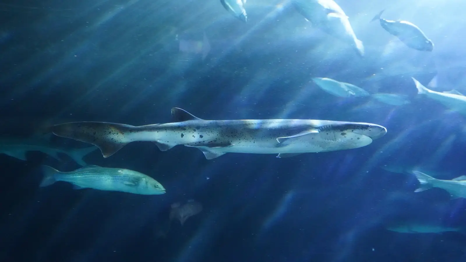 A group of fish, including a large shark, swim gracefully through deep blue water at San Francisco's Aquarium of the Bay. Rays of sunlight penetrate the water from above, creating a serene and ethereal underwater scene.