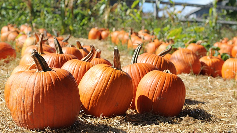 Pumpkins at October Bay Area pumpkin patches