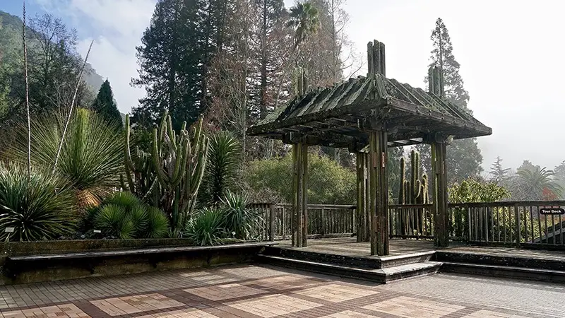 A serene outdoor scene in the East Bay features a wooden pergola with a weathered roof surrounded by various tall and spiky cacti. The ground is paved with a checkered pattern. Tall trees and misty hills form the backdrop, providing one of the many tranquil activities to explore East Bay's natural ambiance.