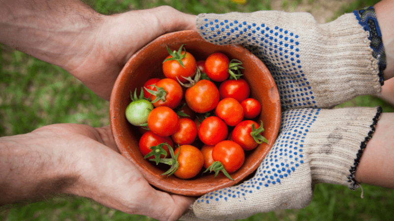 Bucket of tomatoes at EcoFarm in Monterey, California.