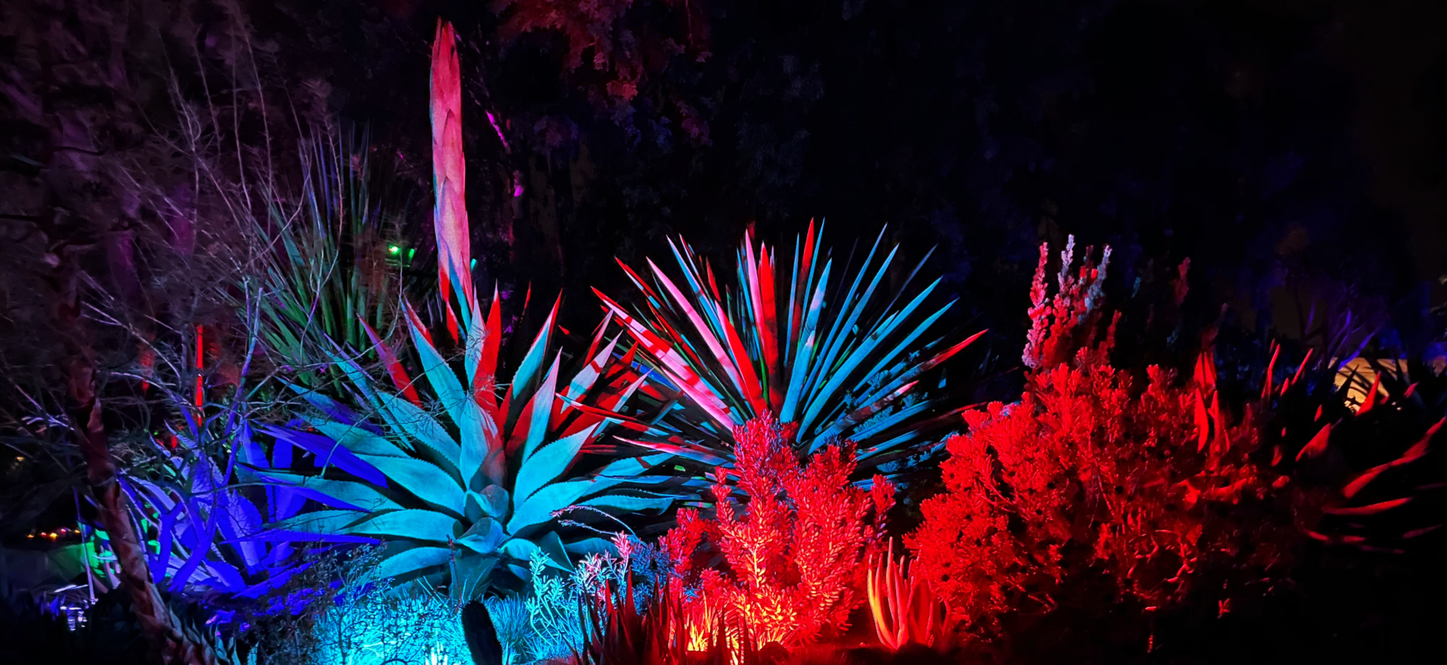 Cactuses lit up at Garden of D'Light Walnut Creek