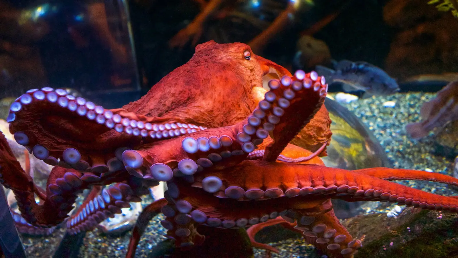 A vibrant red octopus spreads its tentacles in an aquarium at San Francisco's Aquarium of the Bay, showcasing its numerous suction cups. Rocks and aquatic plants are visible in the background, along with a few fish swimming nearby.