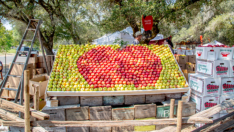 Arrangement of green and red apples to form shape of apple at Gravenstein Apple Festival in Sonoma County, California.