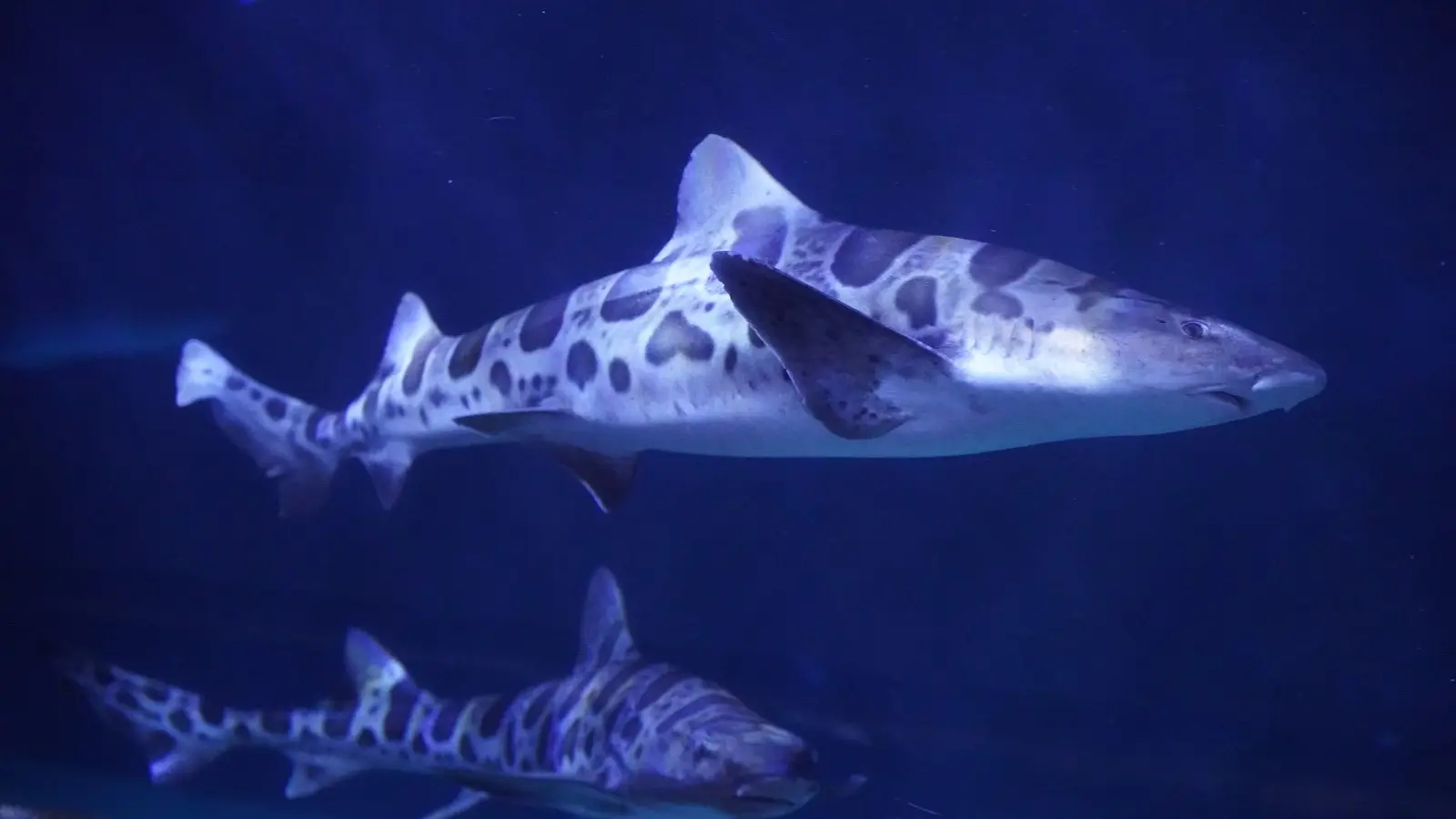 Image of two leopard sharks swimming in the deep blue aquatic environment of San Francisco's Aquarium of the Bay. The sharks have distinct patterns of dark spots and saddles on their bodies, typical of their species. The water and background are predominantly dark blue, highlighting the sharks' markings.