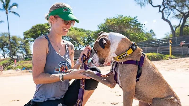 A person wearing a tank top, sunglasses, and a green visor hat is kneeling on a sandy beach, holding the paw of a happy brown and white dog. The dog is wearing a purple harness and a yellow collar. Trees and other people enjoying their time are visible in the background—a perfect setting to ponder where to volunteer on Maui.