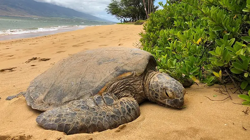 A large sea turtle rests on the sandy beach near some green shrubs. The beach is expansive and leads to the ocean waves in the background. A row of trees lines the shore, and mountains are visible in the distance under a clouded sky, painting a serene picture for those wondering where to volunteer on Maui.