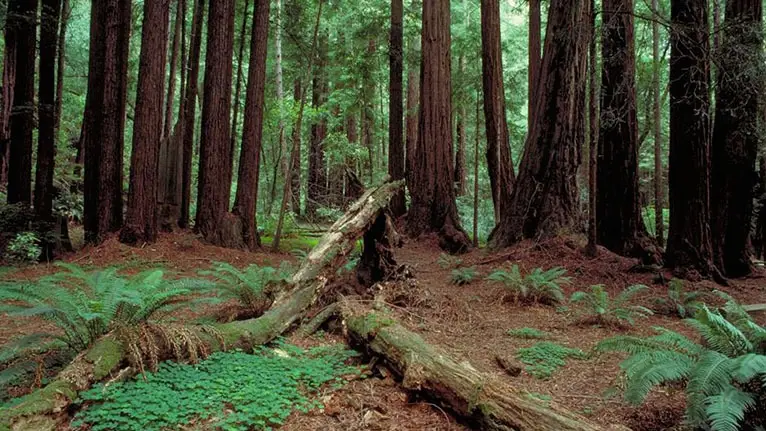 A dense forest scene with tall, majestic redwood trees beckons you to explore East Bay. The ground is covered with ferns, small plants, and fallen leaves. A large, moss-covered fallen tree trunk lies in the foreground, adding to the lush and verdant atmosphere of this inviting setting.